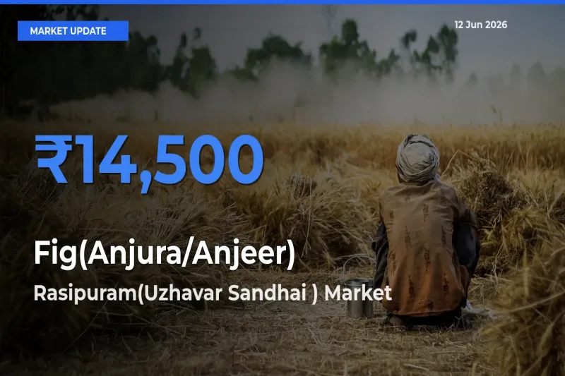 Top Performer! Rasipuram(Uzhavar Sandhai ) Offers Best Fig(Anjura/Anjeer) Price Today