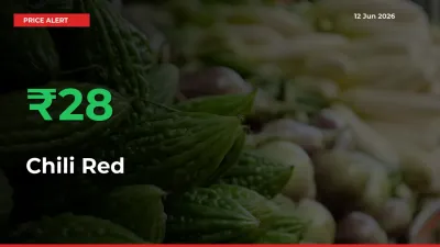 Chili Red Mandi Rate Today: Prices Jump 28.18% at Market