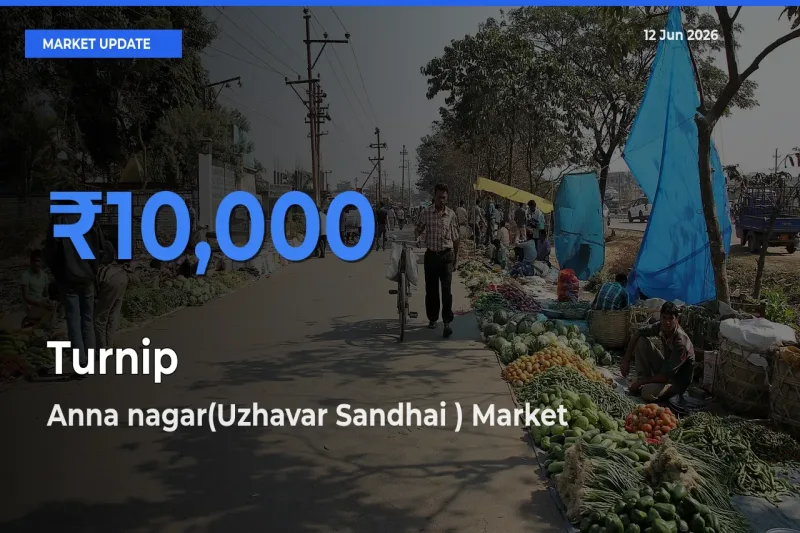 Anna nagar(Uzhavar Sandhai ) Leads as Top Mandi for Turnip Prices
