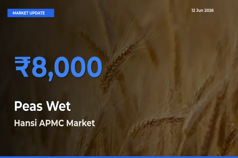 Hansi APMC Tops Peas Wet Rates – June 12 Market Update