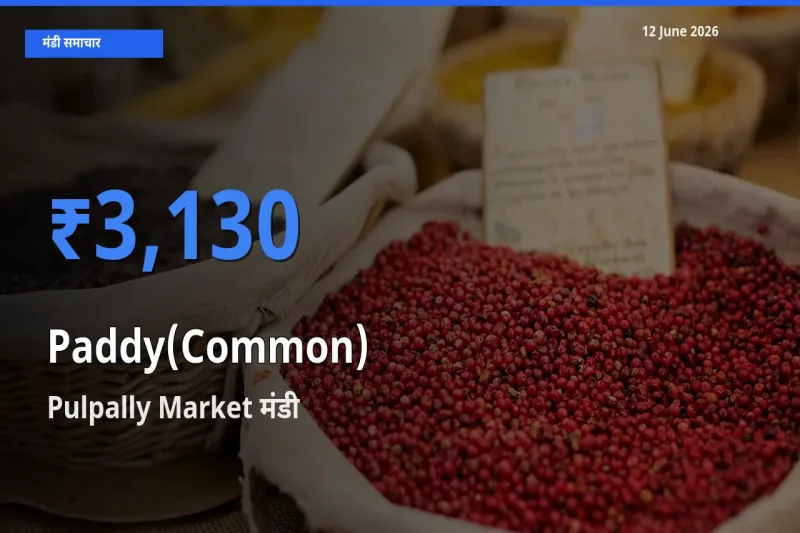 टॉप मंडी बना Pulpally Market! धान (सामान्य) के सबसे ऊँचे दाम यहीं दर्ज
