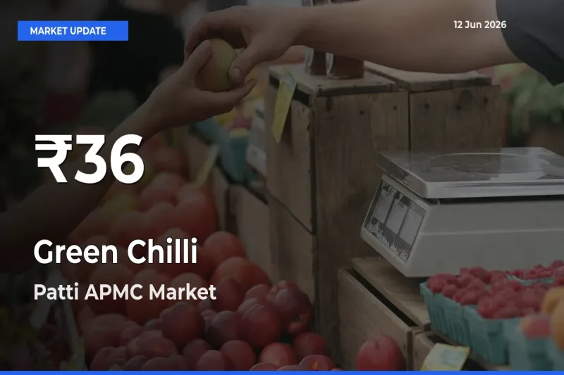 Green Chilli Falls to ₹36 in Patti APMC – 30-Day Lowest Rate