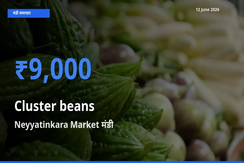 किसानों की पसंद बना Neyyatinkara Market, ग्वार फली के सबसे अच्छे दाम