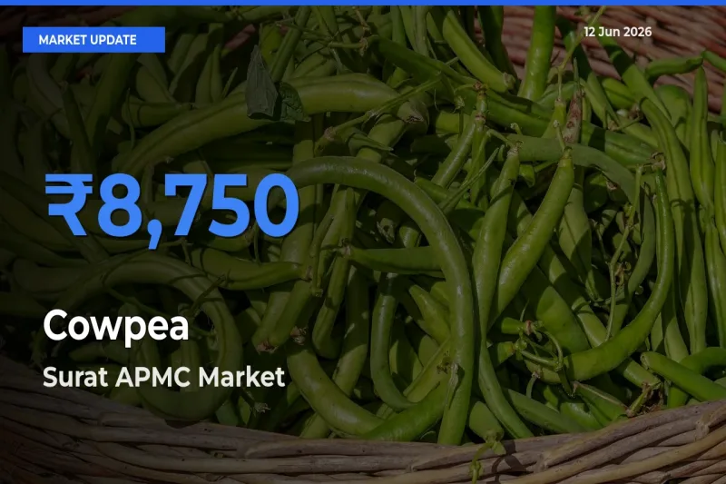 Cowpea Mandi Rate Today: Surat APMC Tops the List