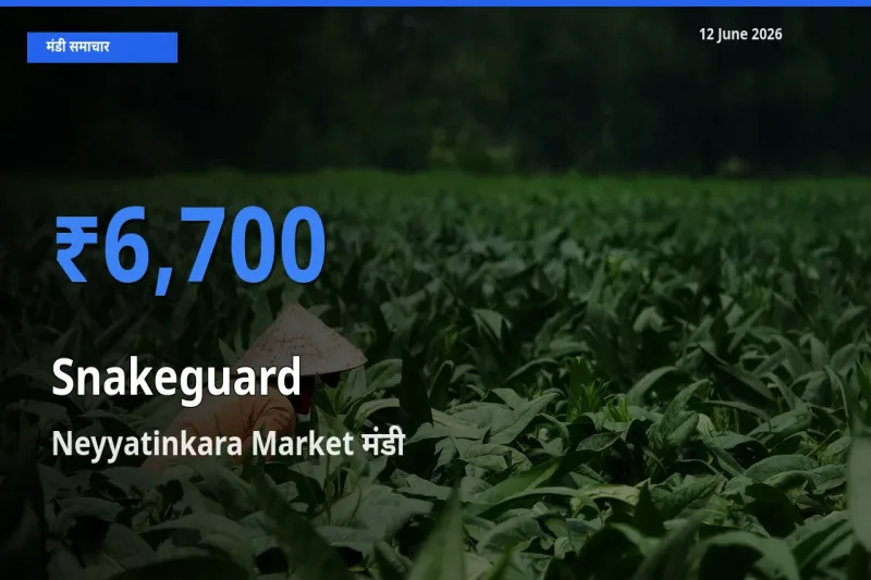 Neyyatinkara Market मंडी में चिचिंडा (नागफनी लौकी) ₹6,700 पर पहुँचा – आज का सर्वोच्च भाव
