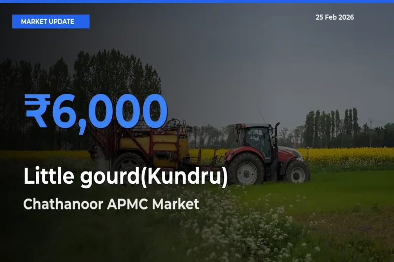 Chathanoor APMC Offers ₹6,000 – Highest Little gourd(Kundru) Rate Today