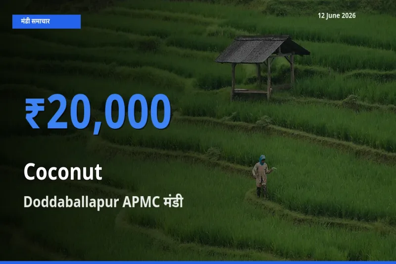 आज नारियल के सबसे ज़्यादा दाम Doddaballapur APMC मंडी में दर्ज