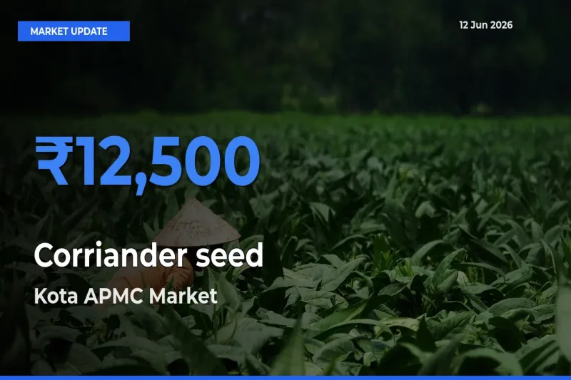 Kota APMC Leads as Top Mandi for Corriander seed Prices