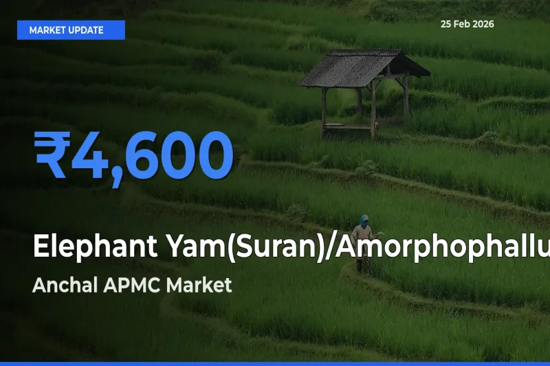 Anchal APMC Emerges as Top Mandi for Elephant Yam(Suran)/Amorphophallus Prices Today