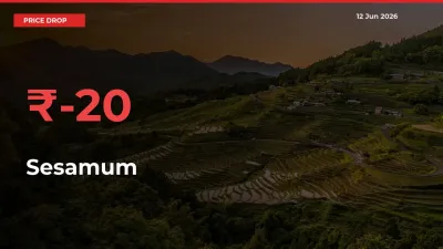 Sesamum Prices Drop 19.59% in 24 Hours at Major Mandis