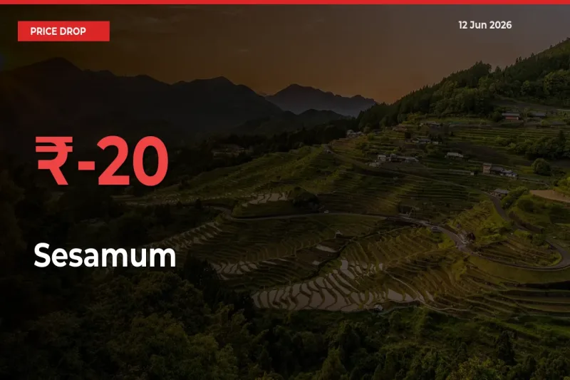 Sesamum Prices Drop 19.59% in 24 Hours at Major Mandis