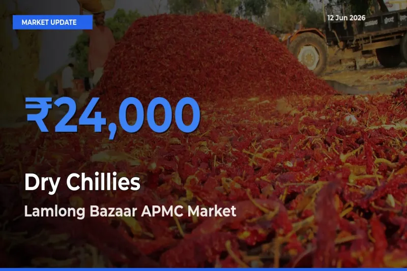Top Performer! Lamlong Bazaar APMC Offers Best Dry Chillies Price Today