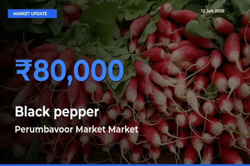 Perumbavoor Market Emerges as Top Mandi for Black pepper Prices Today