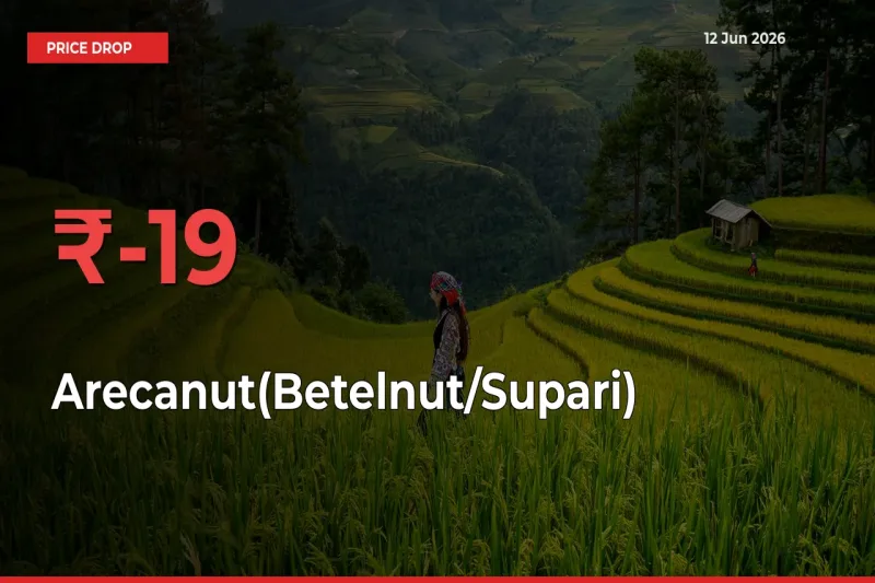Arecanut(Betelnut/Supari) Mandi Rate Today: Prices Fall 19.12% at Market