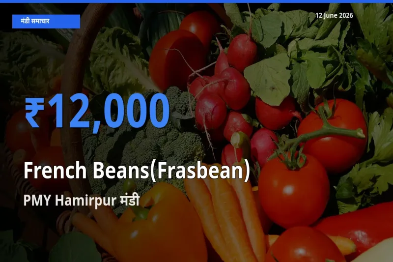बाज़ार संकेत: PMY Hamirpur बना फ़्रेंच बीन्स (फ़्रासबीन) के लिए आज की टॉप मंडी