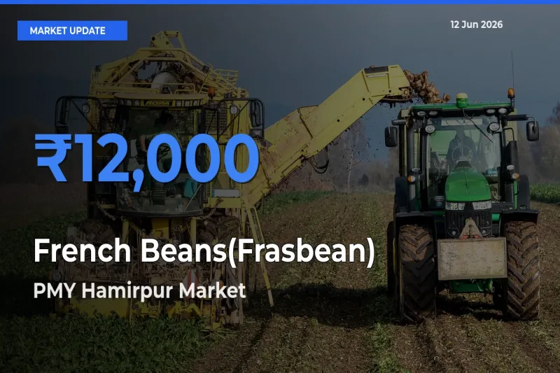 PMY Hamirpur Tops French Beans(Frasbean) Mandi Rates Today