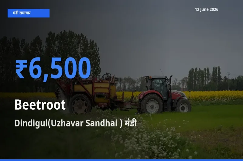 आज चुकंदर के सबसे ज़्यादा दाम Dindigul(Uzhavar Sandhai ) मंडी में दर्ज