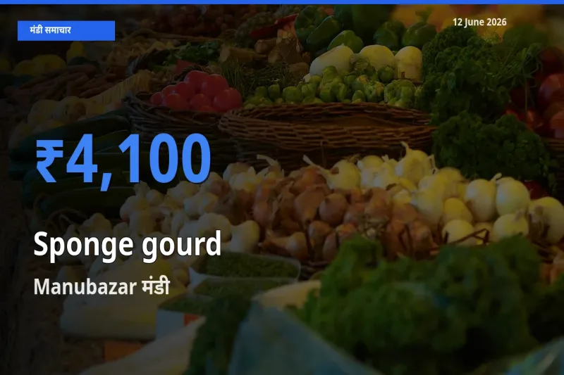 आज का मंडी भाव: तोरई (नेनुआ) के सबसे ज़्यादा दाम Manubazar में