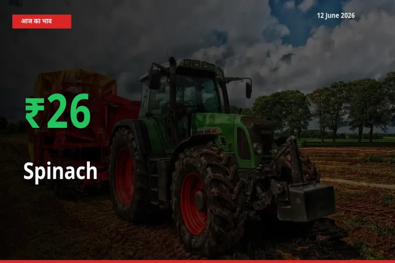 12 June अपडेट: पालक के दाम मंडी में 25.56% उछले