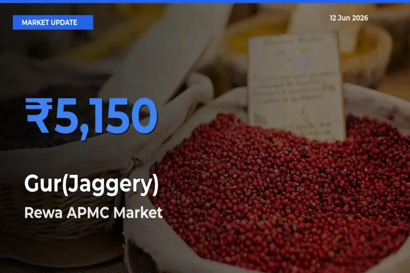 Rewa APMC Offers ₹5,150 – Highest Gur(Jaggery) Rate Today