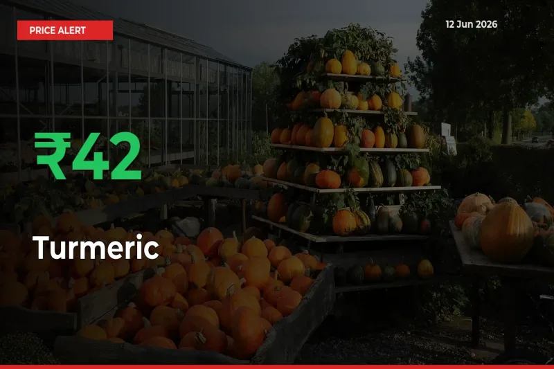 Turmeric Rises 41.52% at Mandis