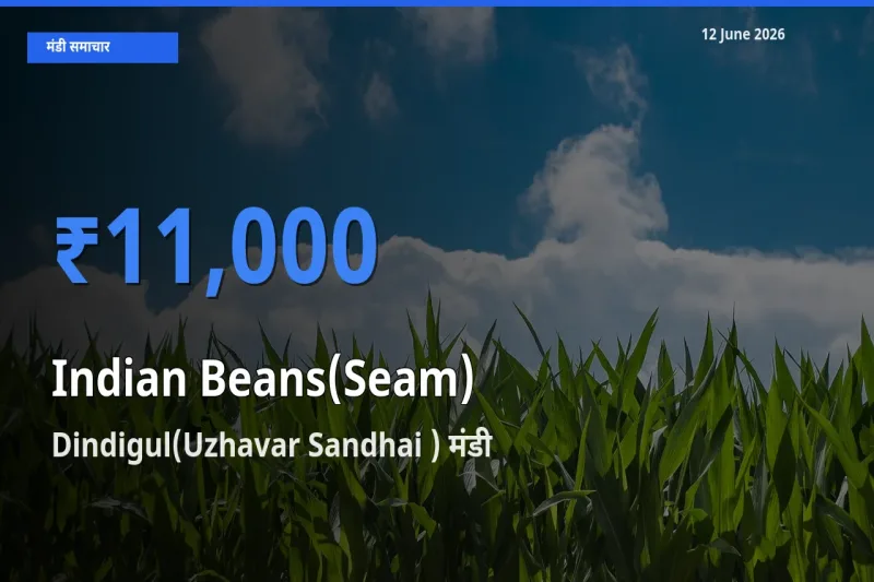 आज का मंडी भाव: सेम (देशी) के सबसे ज़्यादा दाम Dindigul(Uzhavar Sandhai ) में