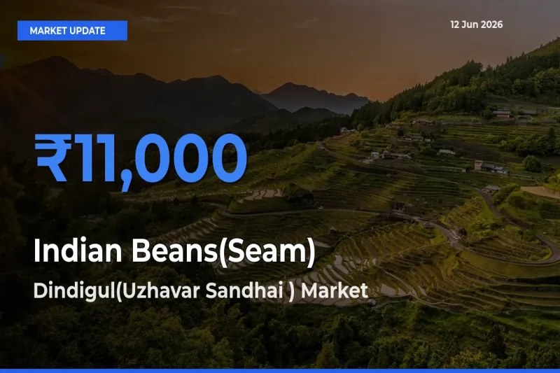 Dindigul(Uzhavar Sandhai ) Tops Indian Beans(Seam) Rates – June 12 Market Update