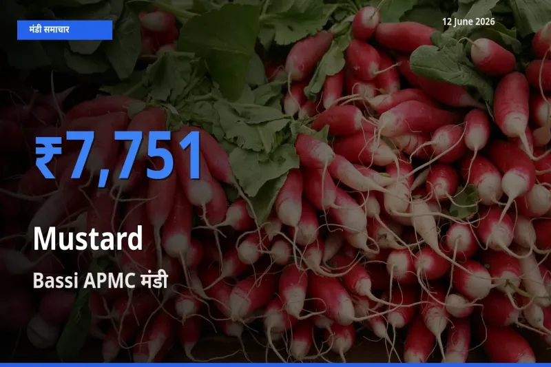 टॉप मंडी बना Bassi APMC! सरसों के सबसे ऊँचे दाम यहीं दर्ज