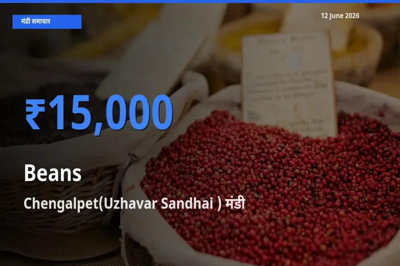 12 June अपडेट: फलियाँ (सेम) के सबसे ऊँचे दाम Chengalpet(Uzhavar Sandhai ) मंडी में