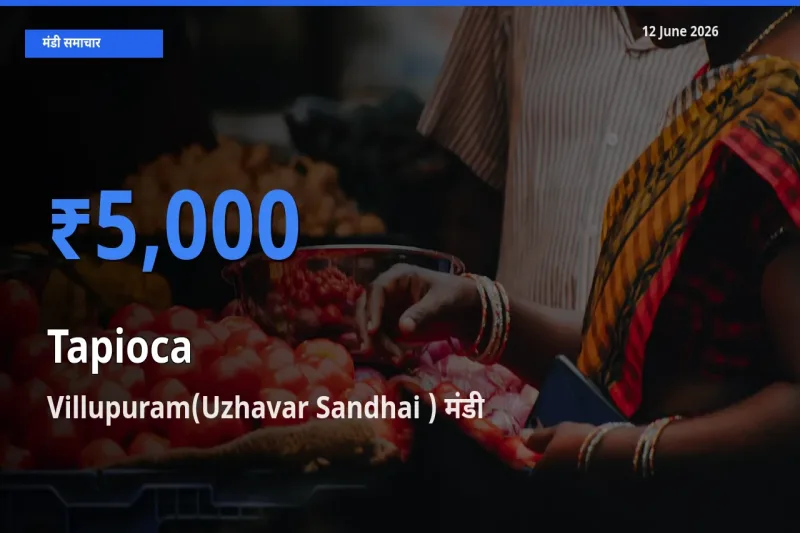 आज का मंडी भाव: साबूदाना के सबसे ज़्यादा दाम Villupuram(Uzhavar Sandhai ) में