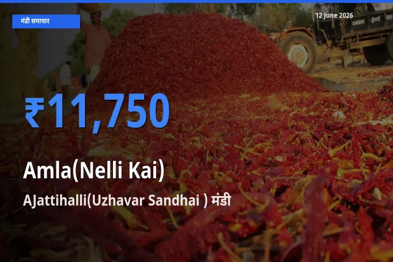 टॉप मंडी बना AJattihalli(Uzhavar Sandhai )! आंवला के सबसे ऊँचे दाम यहीं दर्ज