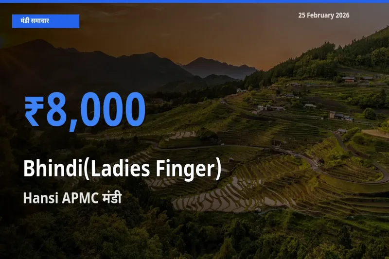 आज का मंडी भाव: Bhindi(Ladies Finger) के सबसे ज़्यादा दाम Hansi APMC में