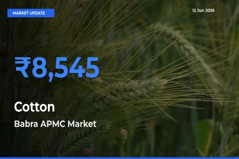 Babra APMC Emerges as Top Mandi for Cotton Prices Today