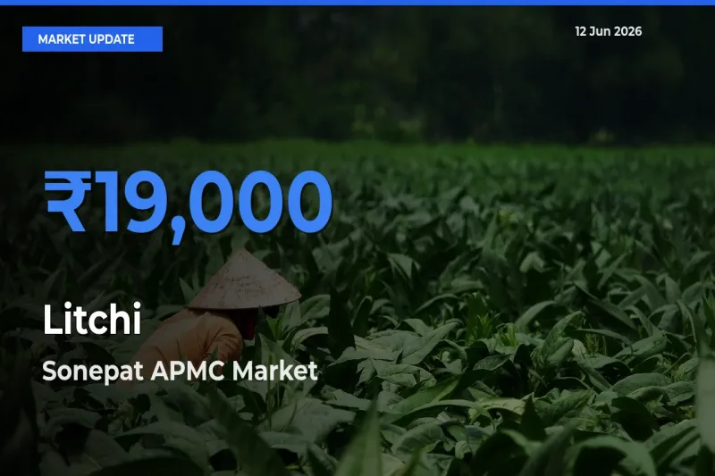 Market Watch: Sonepat APMC Becomes Top Mandi for Litchi