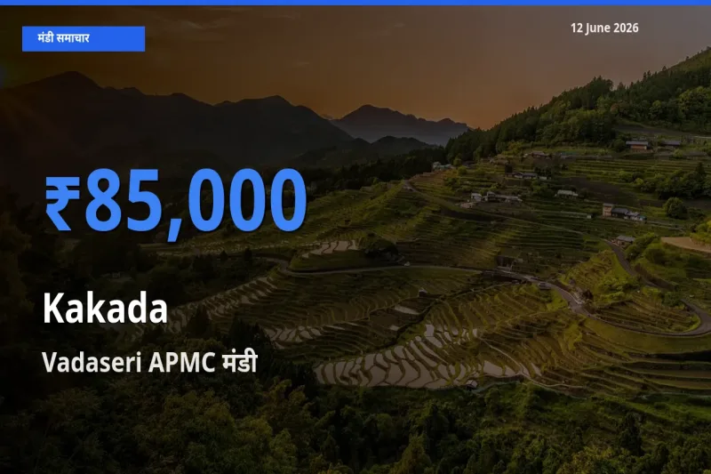 Vadaseri APMC मंडी में काकड़ा ₹85,000 पर पहुँचा – आज का सर्वोच्च भाव