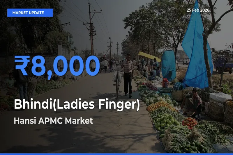 Top Performer! Hansi APMC Offers Best Bhindi(Ladies Finger) Price Today
