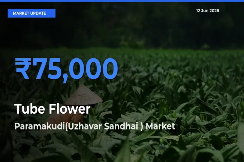 Paramakudi(Uzhavar Sandhai ) Emerges as Top Mandi for Tube Flower Prices Today