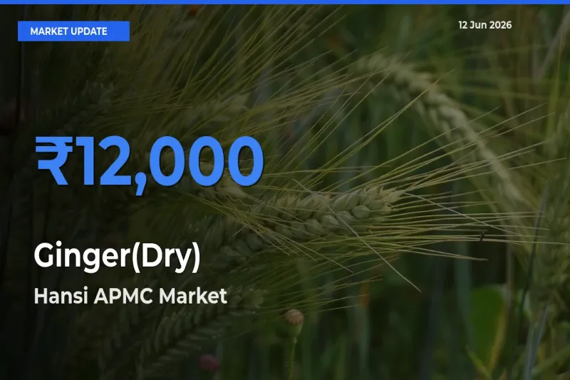 Hansi APMC Tops Ginger(Dry) Rates – June 12 Market Update