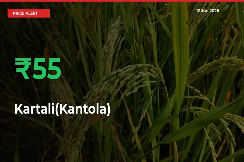Kartali(Kantola) Mandi Rate Today: Prices Jump 55.45% at Market