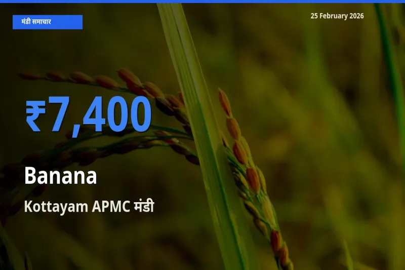 आज Banana के सबसे ऊँचे दाम ₹7,400 Kottayam APMC मंडी में