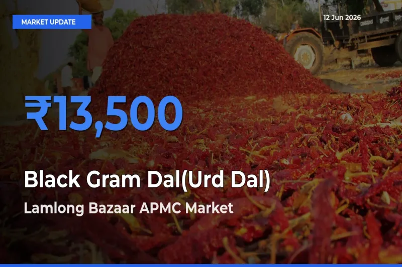 Lamlong Bazaar APMC Offers ₹13,500 – Highest Black Gram Dal(Urd Dal) Rate Today