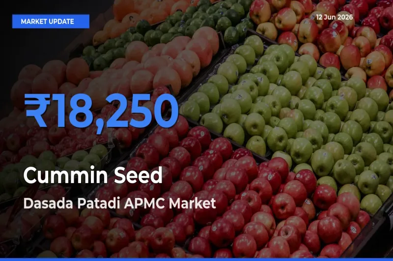 Dasada Patadi APMC Offers ₹18,250 – Highest Cummin Seed Rate Today