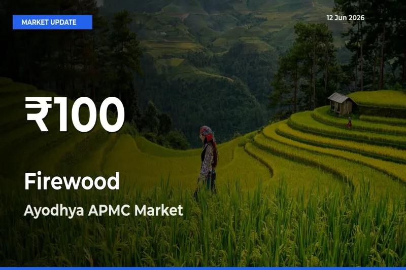 Firewood Mandi Rate Today: 30-Day Low Recorded in Ayodhya APMC