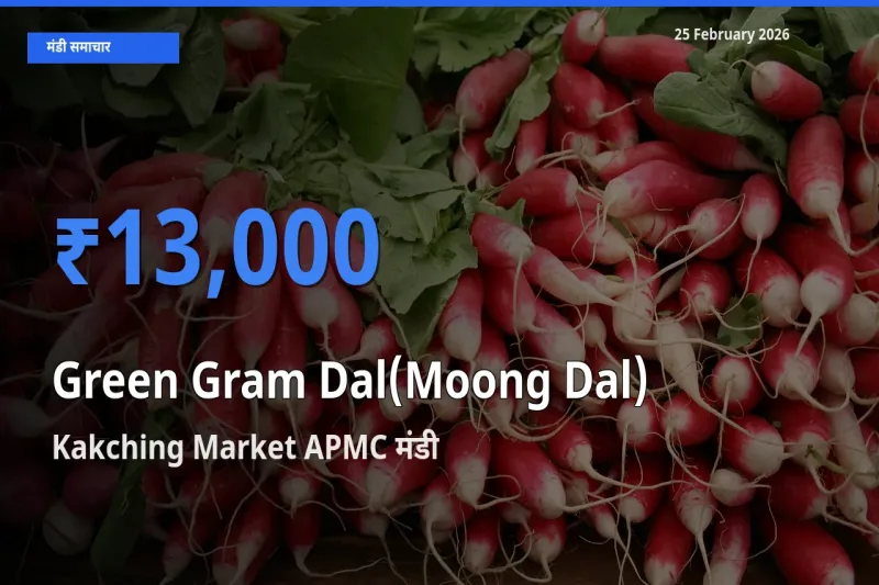 आज Green Gram Dal(Moong Dal) के सबसे ऊँचे दाम ₹13,000 Kakching Market APMC मंडी में