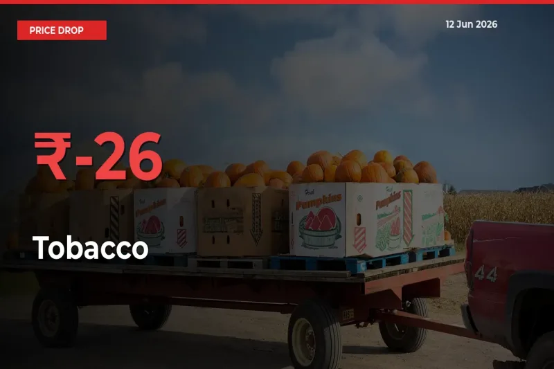 Sharp Fall! Tobacco Prices Plunge 25.51% in a Day at Key Mandis