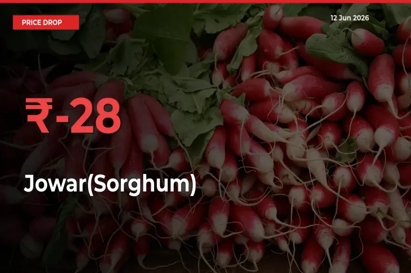 Sharp Fall! Jowar(Sorghum) Prices Plunge 28.41% in a Day at Key Mandis