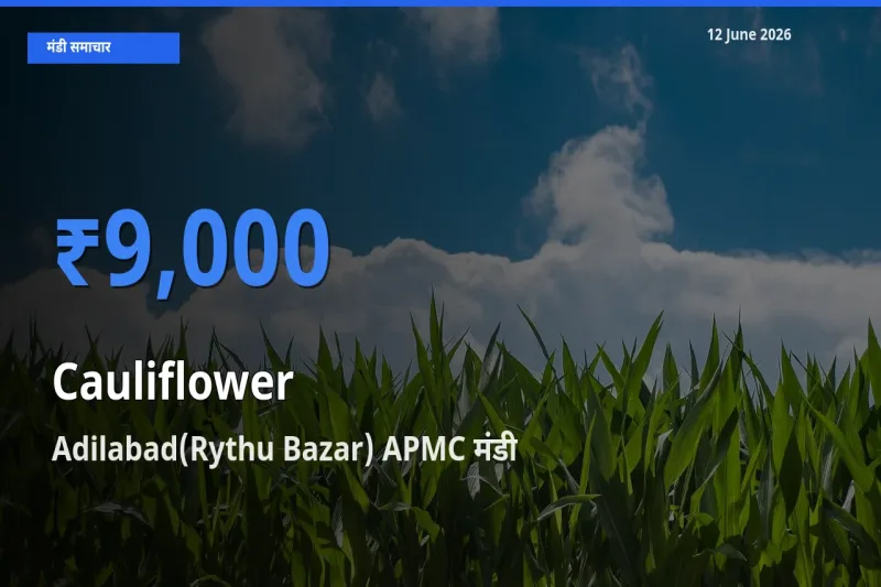 आज फूलगोभी के सबसे ज़्यादा दाम Adilabad(Rythu Bazar) APMC मंडी में दर्ज
