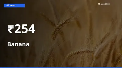 केला के दामों का असर कई मंडियों में, बाज़ार दिशा स्पष्ट