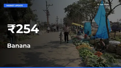 Banana Mandi Trend Today: Prices Shift Across Multiple Markets