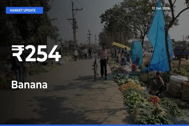 Banana Mandi Trend Today: Prices Shift Across Multiple Markets